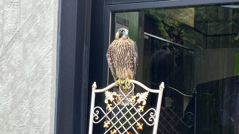 Bruchlandung in Innenhof: Sorge um Wanderfalken-Junges am Xantener Dom
