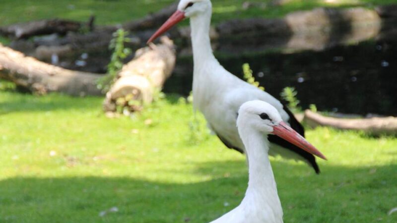 Im Tierpark Mönchengladbach: Störche bekommen weibliche Gesellschaft
