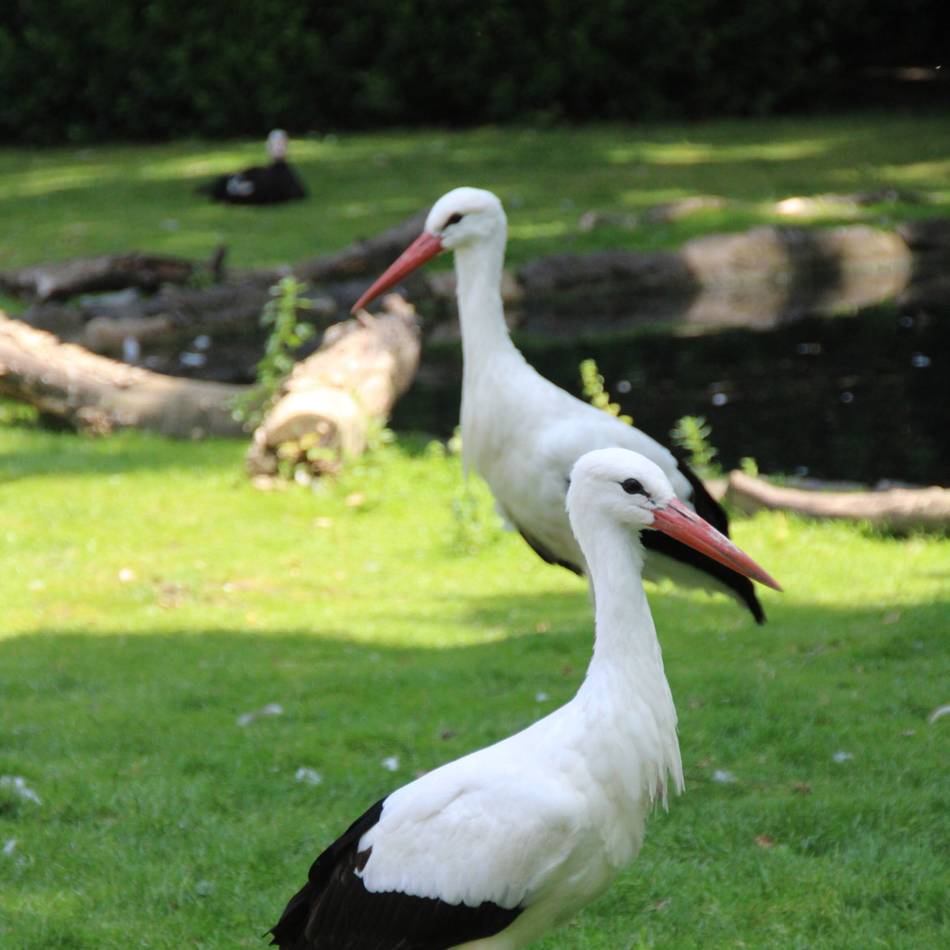 Im Tierpark Mönchengladbach: Störche bekommen weibliche Gesellschaft