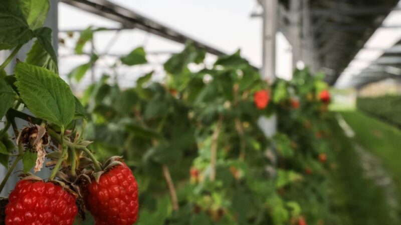 Freiflächen-PV-Anlagen: Wie in Goch Boden beackert und zugleich Strom gewonnen werden kann