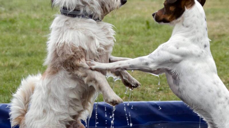 Hundewiese in Kehrum: Beaglefreilauf Kalkar lädt ein zum Sommerfest