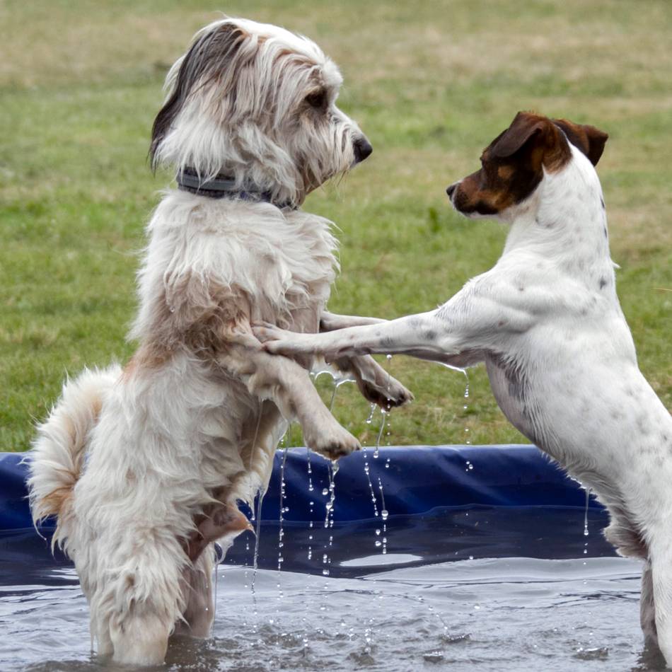 Hundewiese in Kehrum: Beaglefreilauf Kalkar lädt ein zum Sommerfest