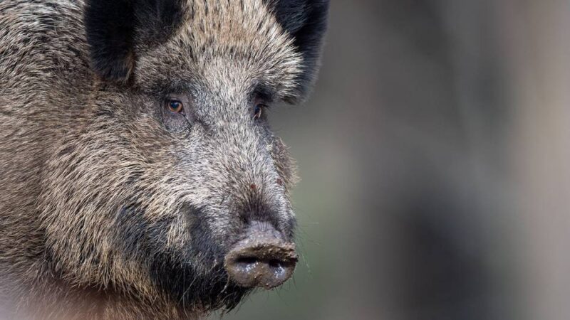 Oberbergischer Kreis : Veterinäramt warnt vor der Afrikanischen Schweinepest