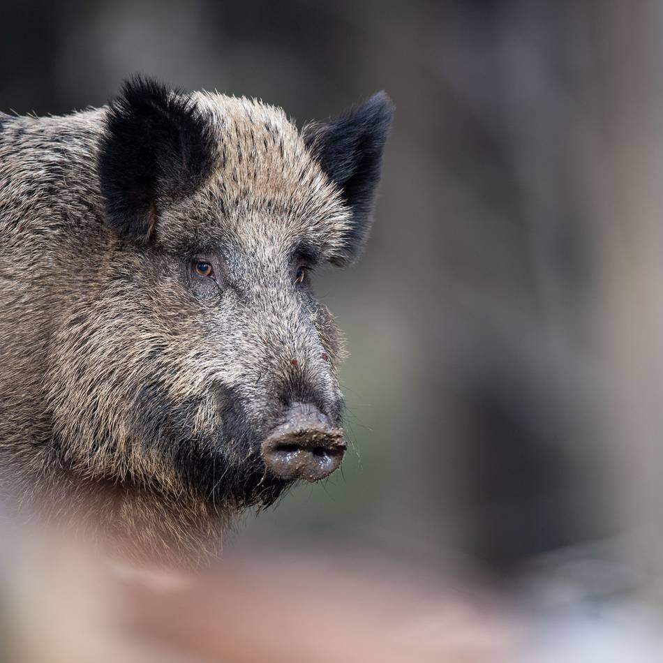 Oberbergischer Kreis : Veterinäramt warnt vor der Afrikanischen Schweinepest