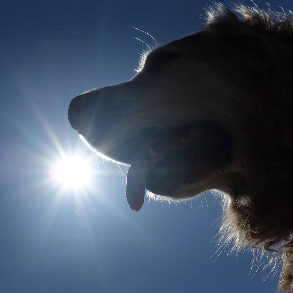 Temperaturen über 36 Grad in Krefeld: So hilft man Tieren bei Hitze