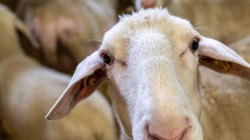 Oberbergischer Kreis informiert: Fünf Betriebe bieten Schlachtungen zum Opferfest an