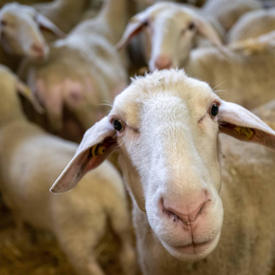 Oberbergischer Kreis informiert: Fünf Betriebe bieten Schlachtungen zum Opferfest an