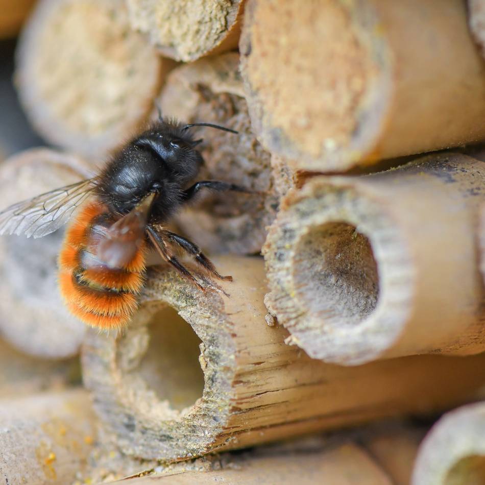 Bewerbungen bis zum 15. September möglich: Projekte für Klimaschutzpreis in Sonsbeck gesucht