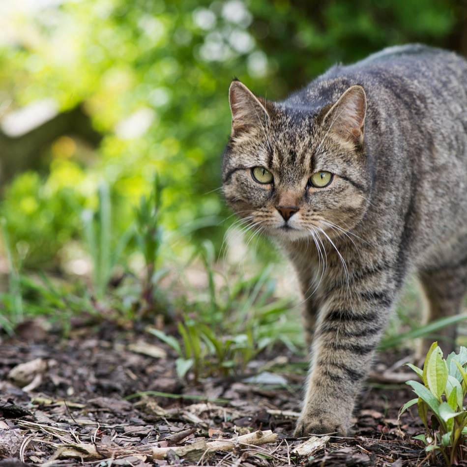 Tierschutz in Meerbusch: Rund 30 verwilderte Katzen in Lank – Verein beobachtet Tiere