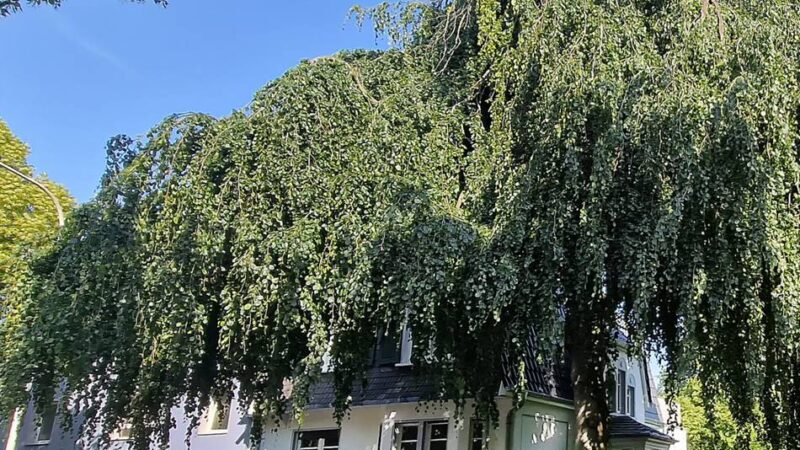 Wird der alte Baum in der Luisenstraße in Hilden gefällt?: Das Haus ohne die Hängebuche? „Unvorstellbar“