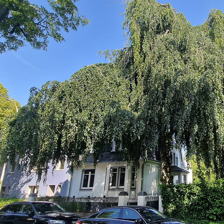 Wird der alte Baum in der Luisenstraße in Hilden gefällt?: Das Haus ohne die Hängebuche? „Unvorstellbar“