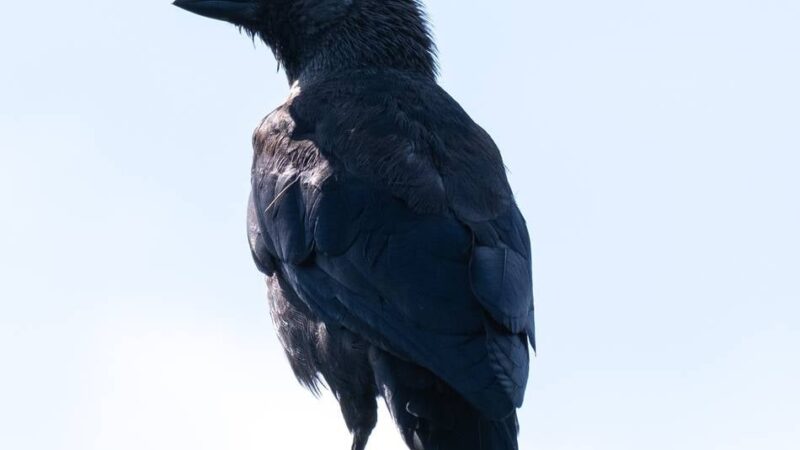 Kadaver eingeschickt: Rätselhafte Dohlen-Tode in Kleve – Labor bringt Klarheit