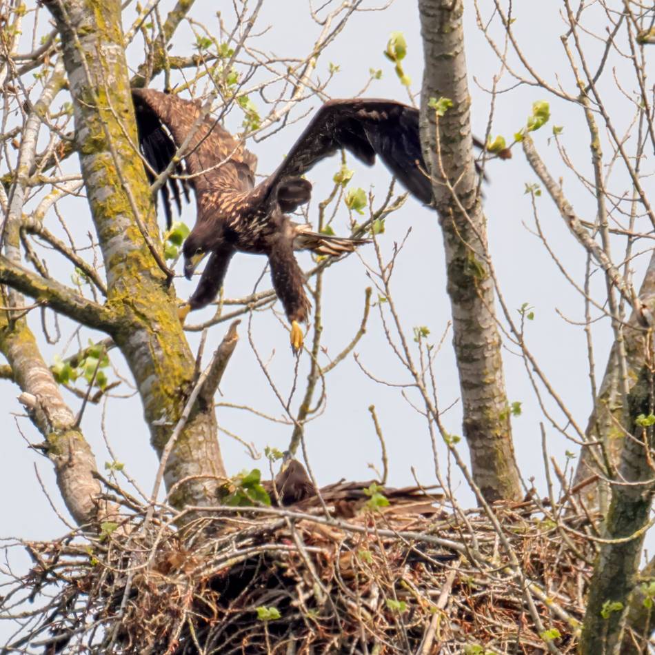 Dramatischer Vorfall in Xanten: Sorge um Seeadler-Junges auf Bislicher Insel