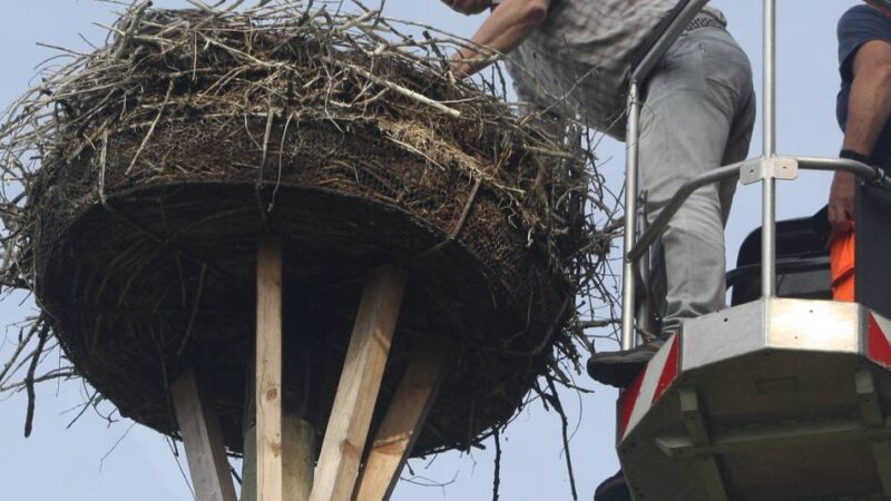 Luftige Arbeit in Viersen: Ringe für die Jungstörche