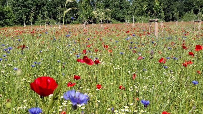 Insektenfreundliches Mönchengladbach: So schön blüht die Streuobstwiese im Dünner Feld