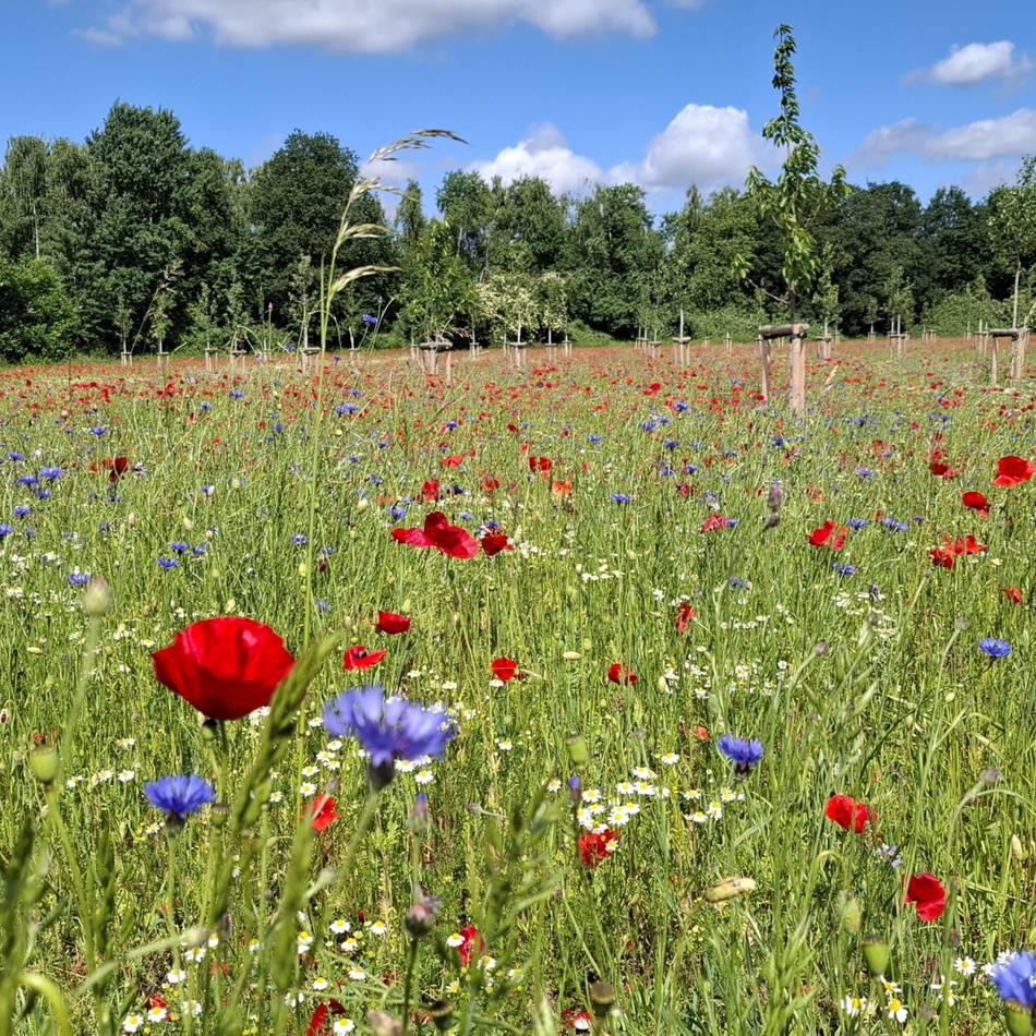 Insektenfreundliches Mönchengladbach: So schön blüht die Streuobstwiese im Dünner Feld
