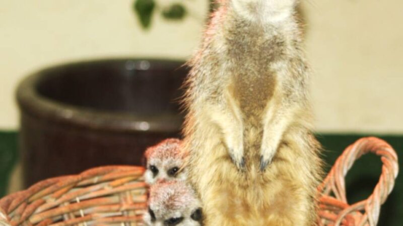 Natur- und Tierpark Brüggen: Erdmännchennachwuchs sorgt für Erdmännchenumzug