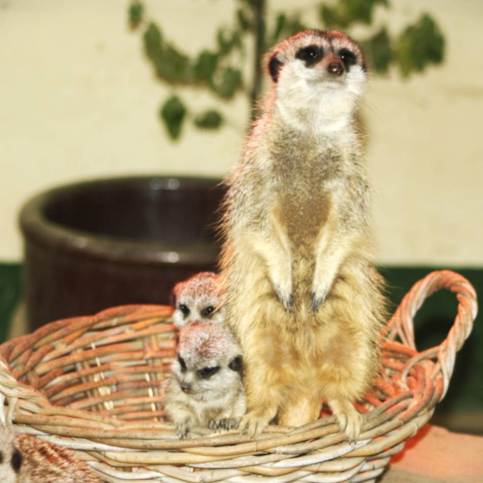 Natur- und Tierpark Brüggen: Erdmännchennachwuchs sorgt für Erdmännchenumzug