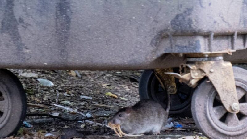 Problem in Mönchengladbach: „Unsere Kinder können wegen der Ratten nicht mehr alleine draußen spielen“