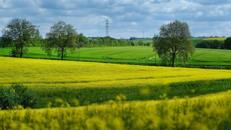 Ein neuer Supermarkt und eine umstrittene Straße quer durch die Kirchendelle: Der Planungsausschuss zeigt sich geschmeidig