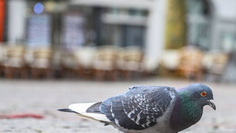 Taubenhaus in Moers: Sechs Volieren zerstört – Peta setzt Belohnung aus
