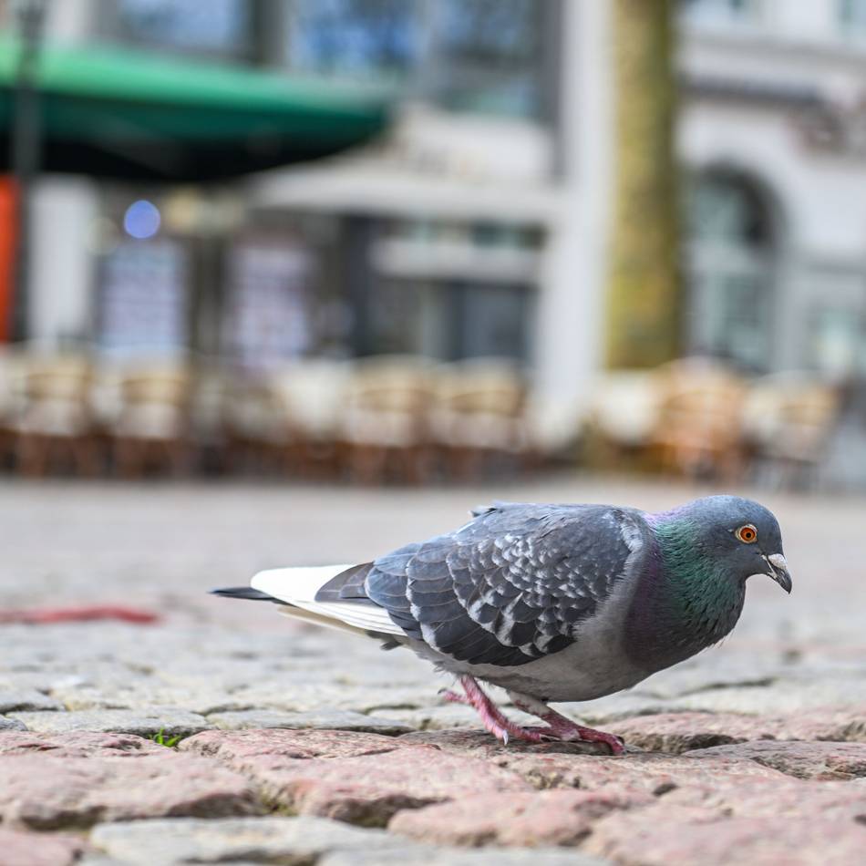 Taubenhaus in Moers: Sechs Volieren zerstört – Peta setzt Belohnung aus