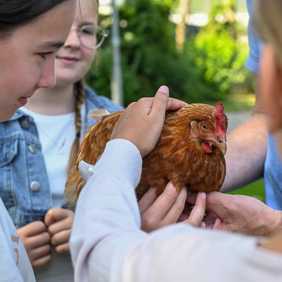 Ungewöhnliche Schulstunde in Kevelaer: Wenn zwei Hühner zum Unterricht in die Schule kommen
