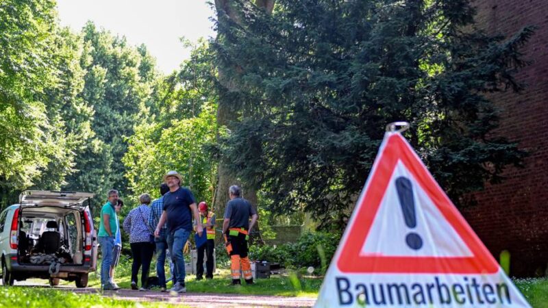 Naturdenkmal in Kempen: Wie standsicher ist die alte Esche an der Burg?