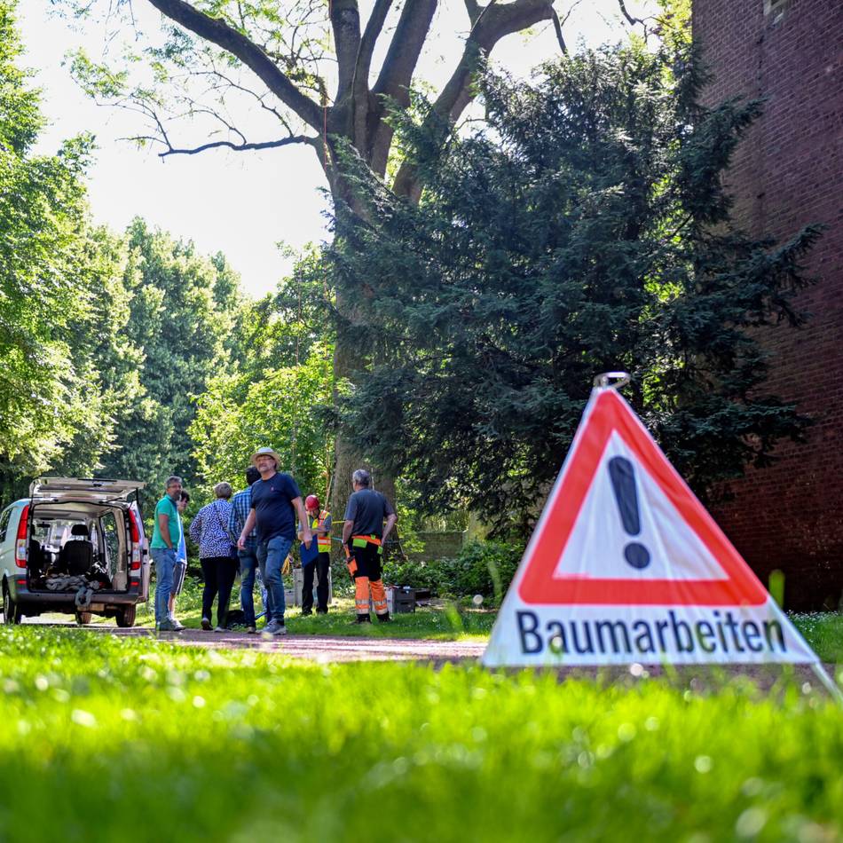 Naturdenkmal in Kempen: Wie standsicher ist die alte Esche an der Burg?
