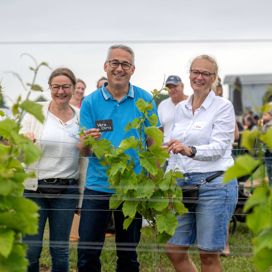 Weinanbau in Achterhoek: Pate für einen Weinstock werden – das steckt hinter der Idee
