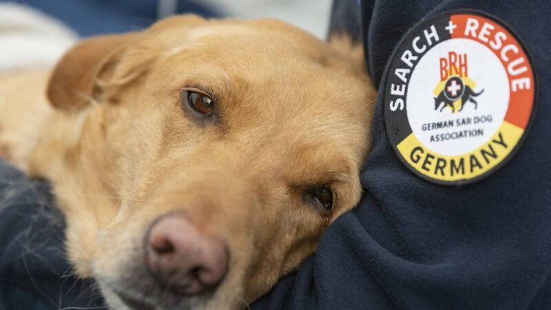 Hundesteuer in Grevenbroich: „Manche lassen ihre Hunde wegen hoher Kosten einschläfern“