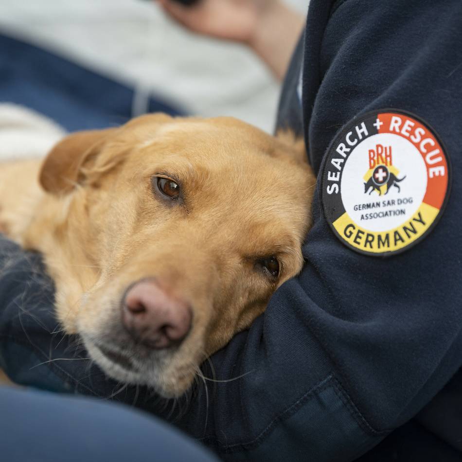 Hundesteuer in Grevenbroich: „Manche lassen ihre Hunde wegen hoher Kosten einschläfern“