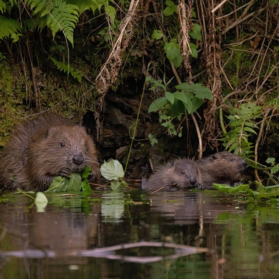 Auch in Radevormwald heimisch: Wie Mensch und Biber sich vertragen
