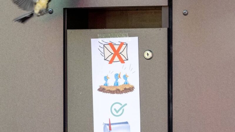 Kurioser Nistplatz in Mönchengladbach: Zum zweiten Mal dieses Jahr – Kohlmeisen brüten wieder in Briefkasten