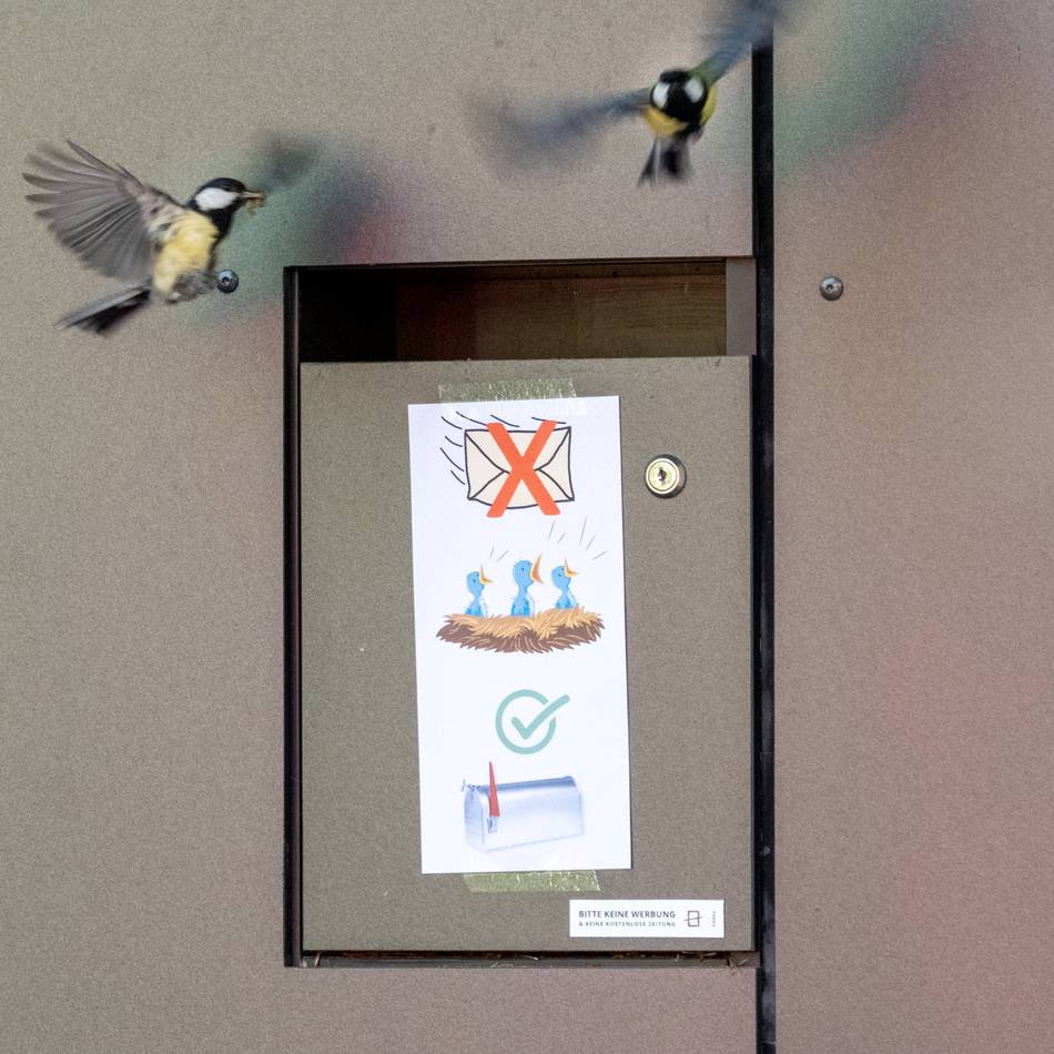 Kurioser Nistplatz in Mönchengladbach: Zum zweiten Mal dieses Jahr – Kohlmeisen brüten wieder in Briefkasten