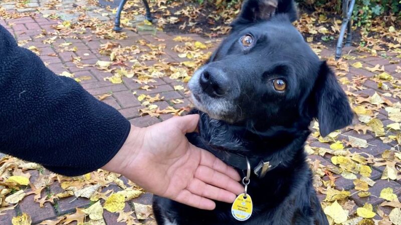 Neuerung für Hundehalter in Rheinberg: Hundemarke künftig nur noch digital