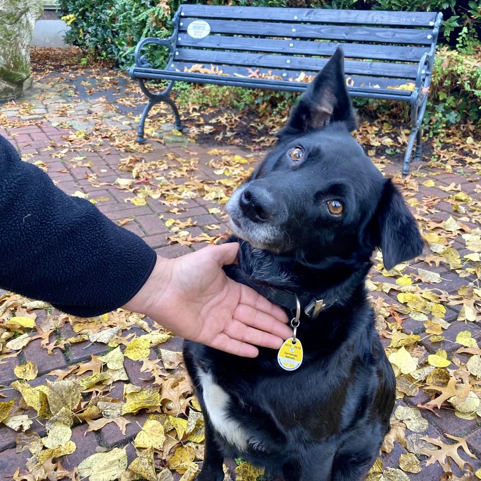 Neuerung für Hundehalter in Rheinberg: Hundemarke künftig nur noch digital