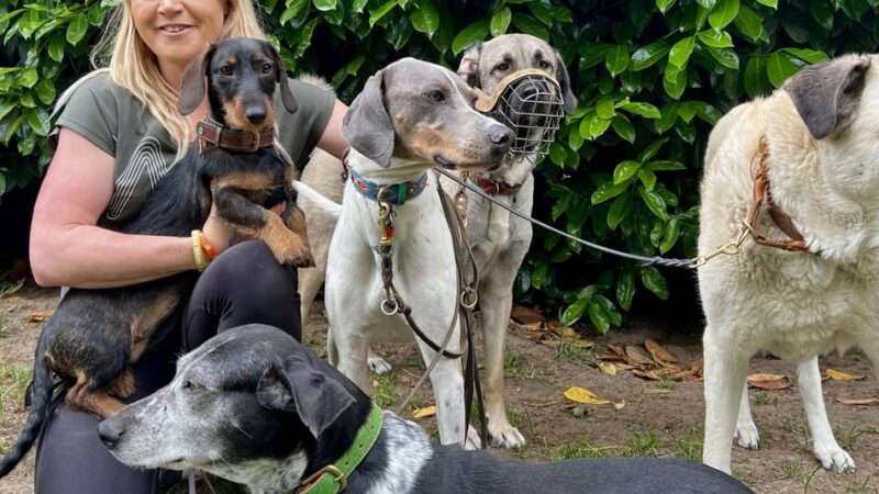 Immer mehr verstörte Hunde in Deutschland: Schermbeckerin lässt sich zur Traumatherapeutin für Hunde ausbilden – warum?