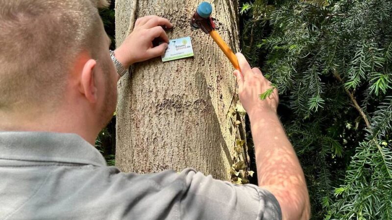 Baumkontrolle in Grevenbroich: „Ich habe Angst, dass beim nächsten Unwetter der Baum aufs Dach fällt“