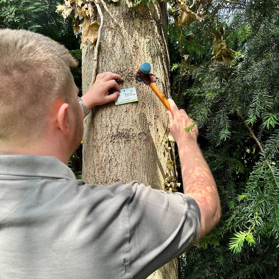 Baumkontrolle in Grevenbroich: „Ich habe Angst, dass beim nächsten Unwetter der Baum aufs Dach fällt“