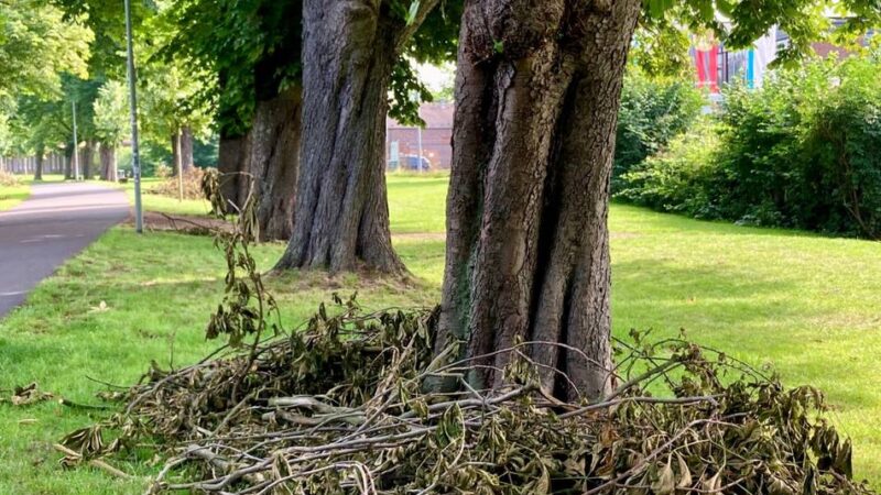 Freiluftsause läuft vom 11. bis 14. Juli in Leverkusen: Kastanienallee ist für Bierbörse feingemacht