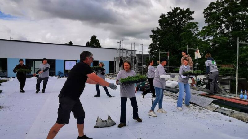 Arbeit wird zum Teamevent: Mitarbeiter der Stadt helfen bei Dachbegrünung auf Kita-Neubau