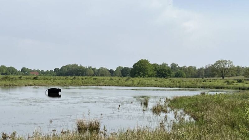 Ausflugsziel für Familien an der Grenze: Im Nationalpark Maasduinen den Sommer genießen