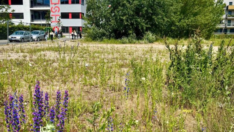 Grün in Düsseldorf : Ein neuer Park an der Hochschule