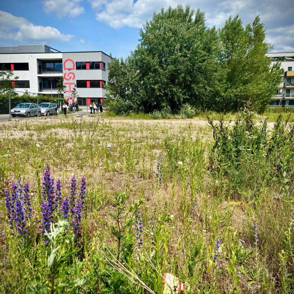 Grün in Düsseldorf : Ein neuer Park an der Hochschule