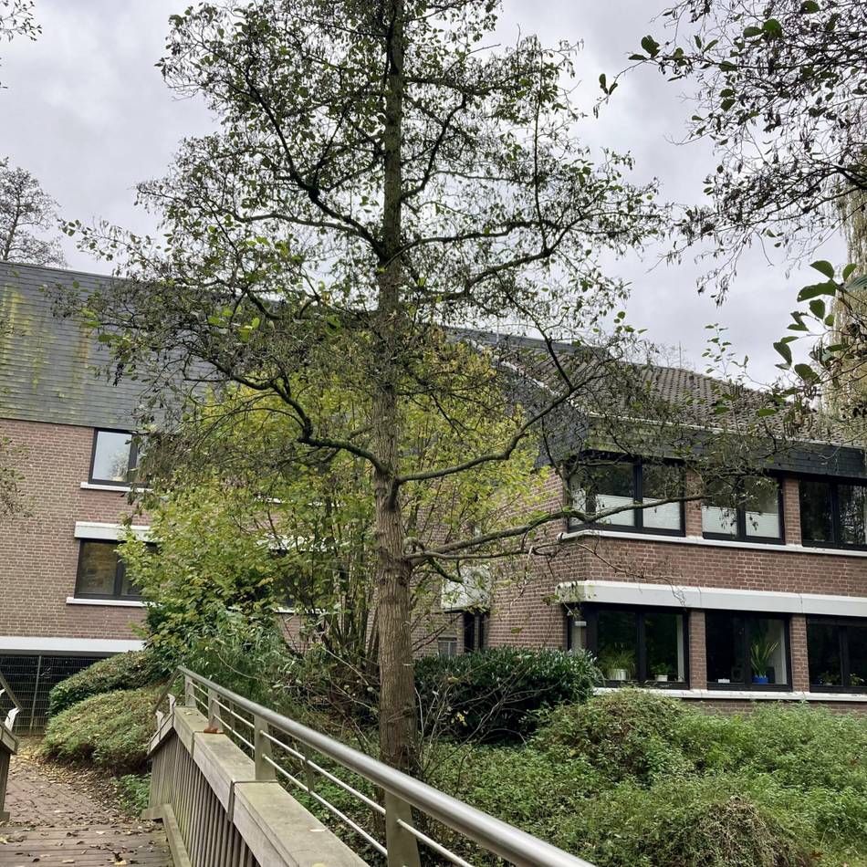 Im laufenden Betrieb: Deswegen muss Issums Rathaus saniert werden