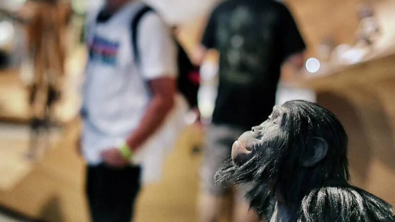 In den Sommerferien die Eiszeit im Neanderthal Museum erkunden: Vom Lockruf des Neandertalers