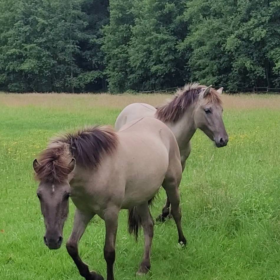 Hadaya und Hannelore: Zwei neue Heck-Pferde ziehen ins Eiszeitliche Wildgehege