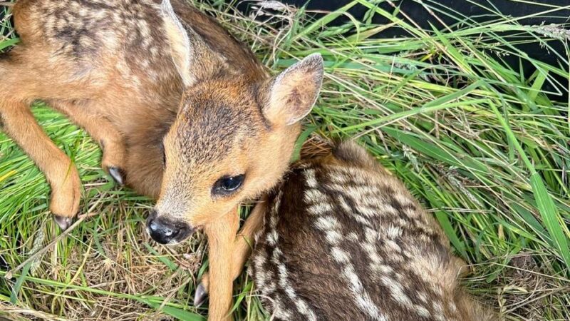 Jagdaufseher in Holzbüttgen: Drei Rehkitze in Baumschule vor der Mahd gerettet