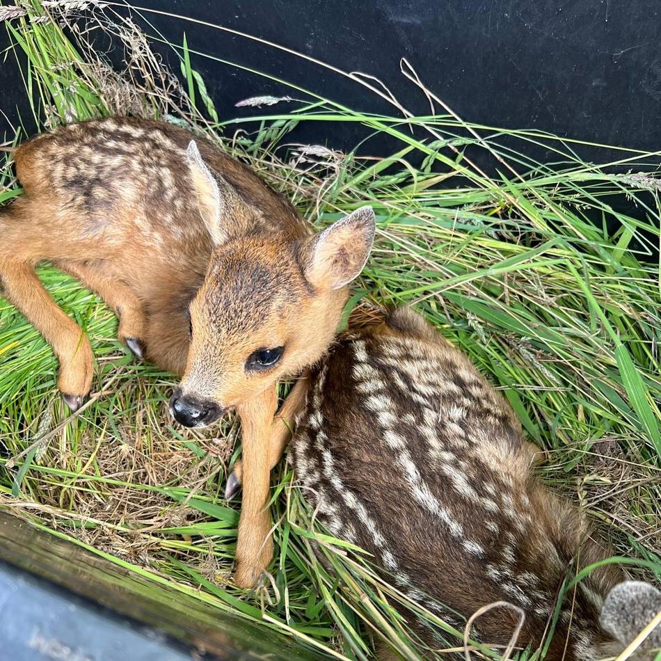 Jagdaufseher in Holzbüttgen: Drei Rehkitze in Baumschule vor der Mahd gerettet